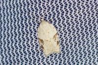 Acleris kochiella