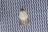 Acleris variegana