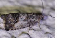 Cydia splendana