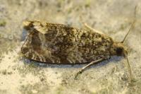Celypha lacunana