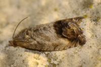 Cydia splendana
