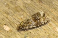 Celypha lacunana