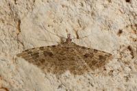 Alucita hexadactyla