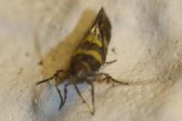 Chrysoesthia sexguttella