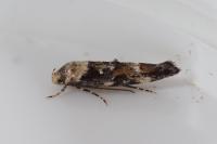Mompha lacteella