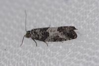 Spilonota laricana