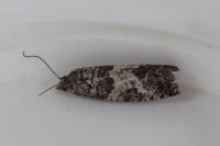 Spilonota laricana