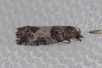 Spilonota laricana