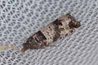 Notocelia incarnatana