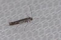Lyonetia clerkella