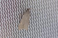 Acompsia cinerella
