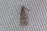 Anacampsis populella