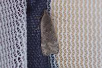 Anacampsis populella