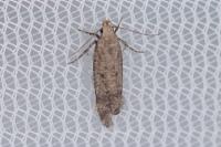 Pexicopia malvella