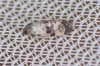 Cochylichroa atricapitana