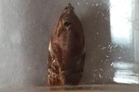 Ditula angustiorana
