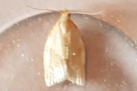 Clepsis consimilana