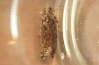 Zeiraphera isertana