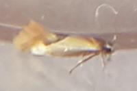 Batia lunaris
