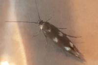Scythris scopolella