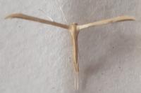 Emmelina monodactyla