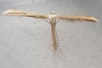 Emmelina monodactyla