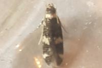 Oegoconia