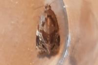 Ditula angustiorana