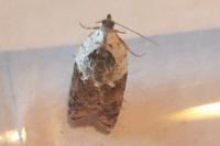 Acleris variegana
