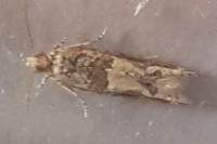 Crocidosema plebejana