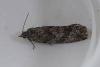 Zeiraphera griseana