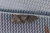 Zeiraphera griseana