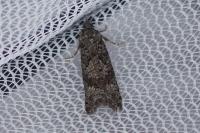 Zeiraphera griseana