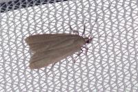 Acompsia cinerella