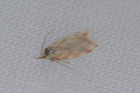 Hypercallia citrinalis