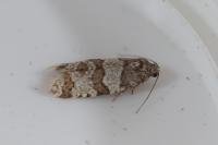 Isotrias rectifasciana