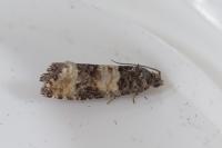 Piniphila bifasciana