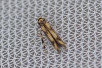 Stathmopoda pedella