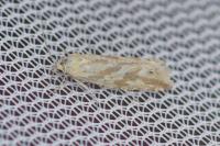 Thiodia citrana