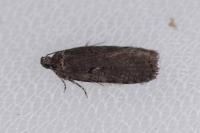 Agonopterix conterminella