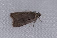 Agonopterix conterminella