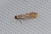 Tinea semifulvella