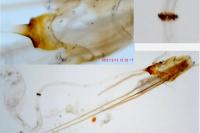 Nemapogon inconditellus