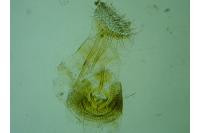 Aspilapteryx limosella