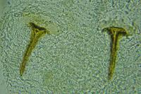 Aspilapteryx limosella