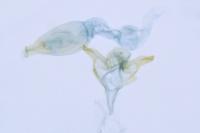 Oxypteryx wilkella