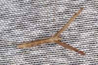 Agdistis tamaricis