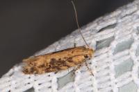 Scrobipalpa ocellatella