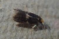 Ectoedemia pubescivora
