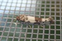 Enolmis acanthella
